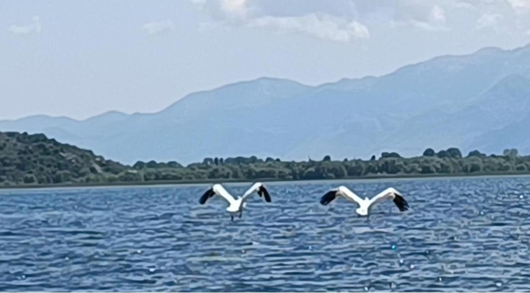 Haustor Skadar Lake Podgorica Exteriör bild