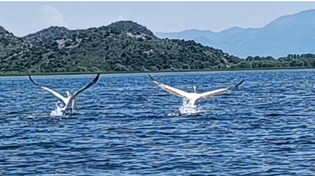 Haustor Skadar Lake Podgorica Exteriör bild