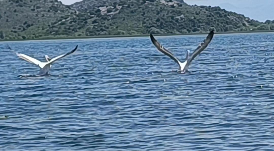 Haustor Skadar Lake Podgorica Exteriör bild