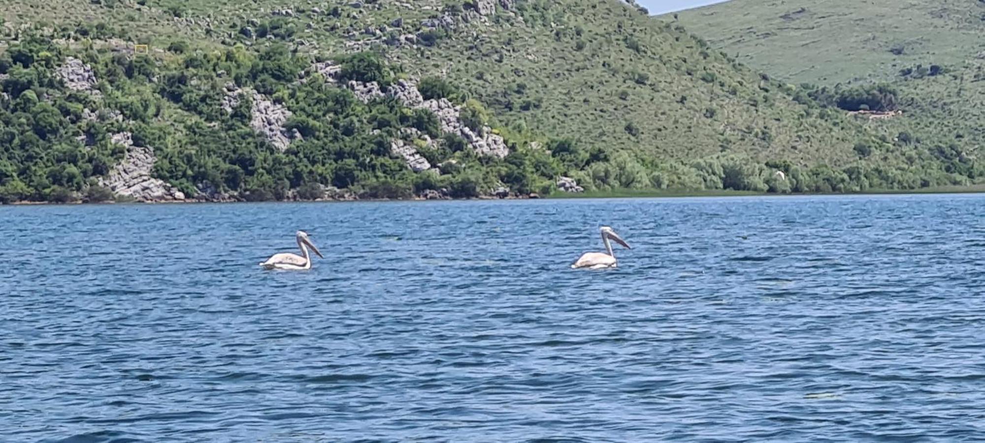 Haustor Skadar Lake Podgorica Exteriör bild